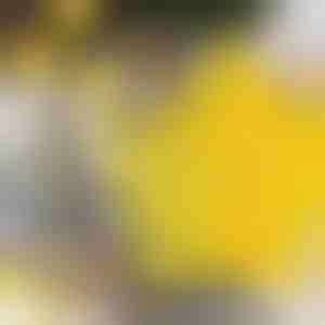 Zvaigžņu formas cepumu griezēji (6 gab.) | STARCUTS