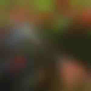 Koku atzarošanas šķēres | TREESNIP