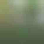 Dekoratīvs un praktisks žogs terasei un dārzam | GREENFENCE